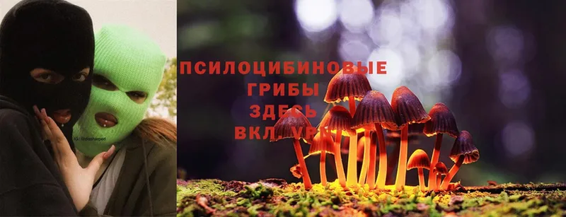 купить  цена  Михайловск  OMG рабочий сайт  Галлюциногенные грибы Psilocybe 